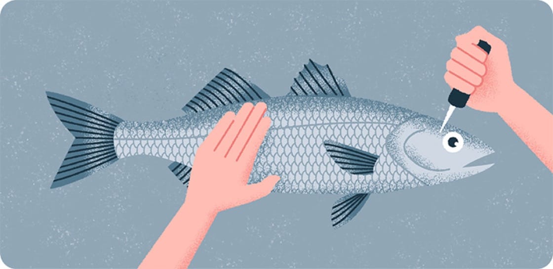 Technique Thursdays: Ike Jime, The Japanese Slaughter Method For